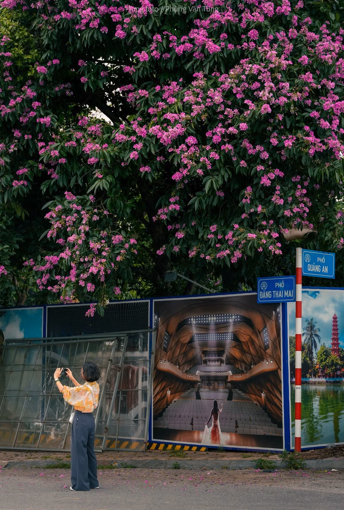 Chị Phương Anh, (Đà Nẵng), chia sẻ: “Tôi từng thấy ảnh hoa bằng lăng trên mạng nhưng đến khi tận mắt chứng kiến mới thấy vẻ đẹp ấy quyến rũ đến nhường nào. Không khí Hà Nội lúc này rất trong trẻo, hoa tím, trời xanh và lòng người nhẹ nhõm”. Ảnh Phùng Văn Tùng