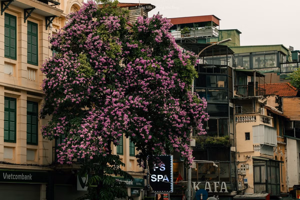 Thời điểm đẹp nhất để ngắm hoa là khoảng đầu tháng 6, khi hoa nở rộ đồng loạt và chưa bị tán lá che khuất. Ảnh Phùng Văn Tùng