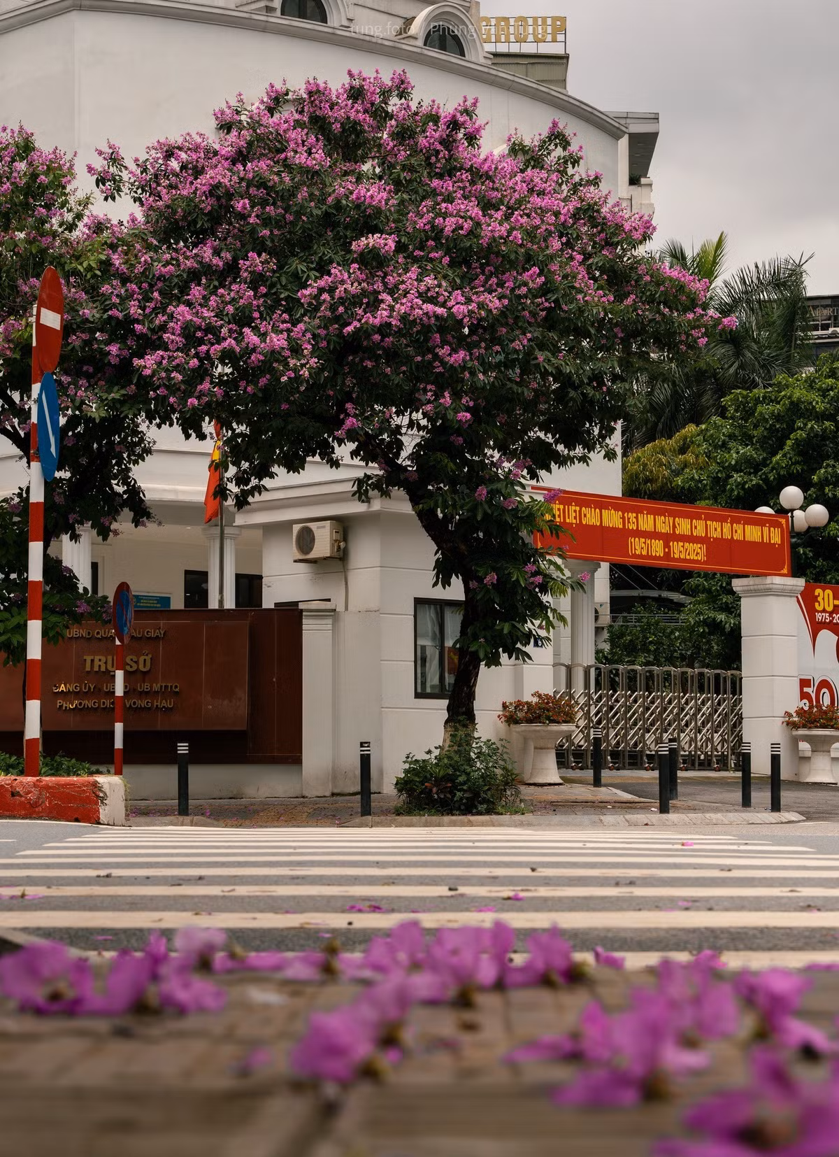 Màu tím của hoa được ví như “màu ký ức”, khiến nhiều người Hà Nội liên tưởng đến thời học trò, đến những năm tháng thanh xuân đã qua. Ảnh Phùng Văn Tùng