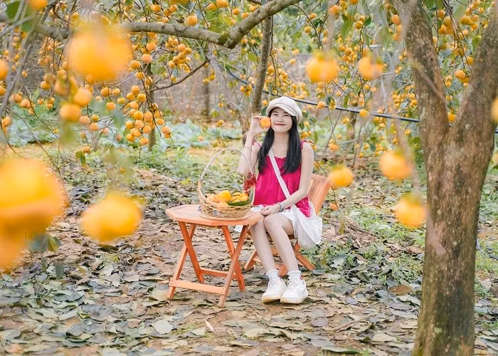 Cả triền đồi như được “nhuộm” sắc cam óng ả, tạo nên khung cảnh thơ mộng níu chân du khách. Ảnh Phương Tali