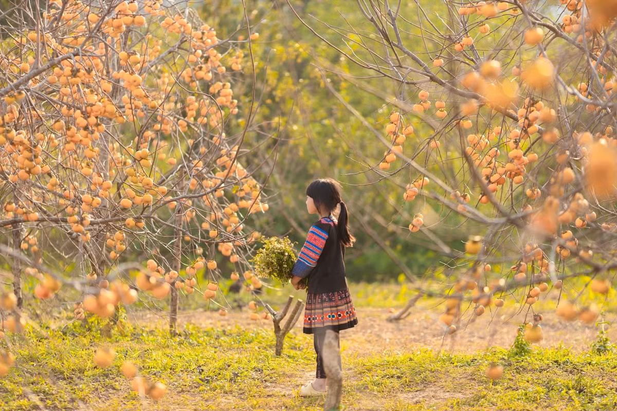 Khi sương giăng mờ trên cao nguyên Mộc Châu (Sơn La), những vườn hồng bắt đầu vào mùa rực rỡ nhất trong năm. Ảnh Quang Kiên