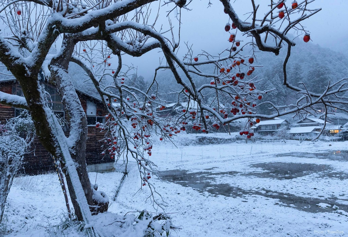 Ngoài tham quan, du khách có thể ghé các quán cà phê nhỏ trong làng, thưởng thức sữa tươi, kem hoặc bánh ngọt làm từ nguyên liệu địa phương. Một số ngôi nhà cổ được cải tạo thành homestay, cho phép du khách trải nghiệm cuộc sống nông thôn Nhật Bản giữa mùa đông tuyết trắng.