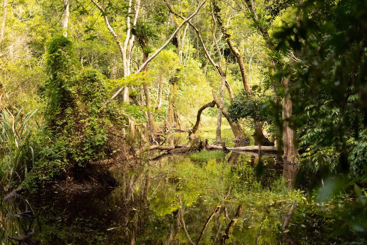 Để có một chuyến trekking an toàn và đáng nhớ, du khách nên chuẩn bị kỹ càng: mang theo giày chuyên dụng chống trơn trượt, găng tay, thuốc xịt muỗi và côn trùng. Bên cạnh đó, nên dự trữ nước uống, đồ ăn nhẹ, viên điện giải để bù muối sau khi vận động nhiều giờ liên tục trong rừng. Ảnh Le Thanh Hien