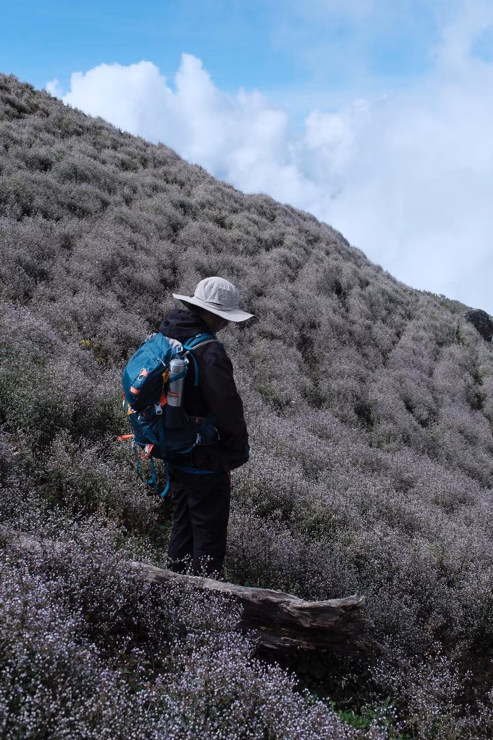 Trên cung đường này, cảnh quan thay đổi liên tục: rừng già, suối nhỏ, rừng trúc xanh mướt, những vùng cỏ rộng thoáng xen kẽ các vạt hoa chi pâu. Ảnh Back In Nature Vietnam