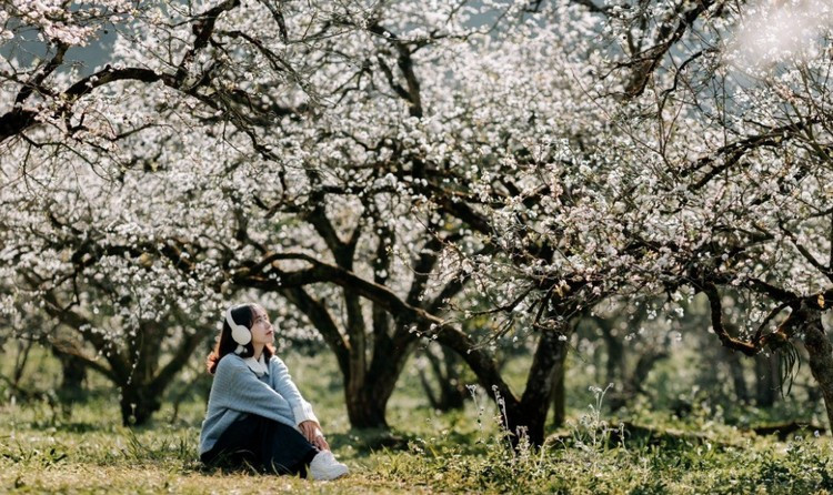 Cách quốc lộ 6 khoảng 10 km, tiểu khu Pa Khen (xã Tân Lập) hiện lên như một góc Mộc Châu rất đỗi bình yên. Không có những vườn mận quy mô lớn, hoa mận ở Pa Khen nở rải rác quanh sân nhà, ven hàng rào đá, dọc các lối đi nhỏ trong bản. Ảnh Internet