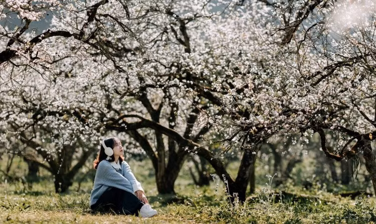 Cách quốc lộ 6 khoảng 10 km, tiểu khu Pa Khen (xã Tân Lập) hiện lên như một góc Mộc Châu rất đỗi bình yên. Không có những vườn mận quy mô lớn, hoa mận ở Pa Khen nở rải rác quanh sân nhà, ven hàng rào đá, dọc các lối đi nhỏ trong bản. Ảnh Internet