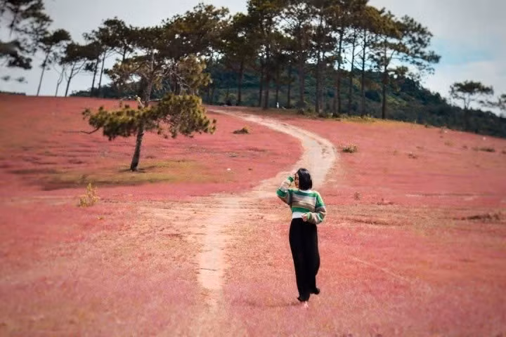 Từ trung tâm Đà Lạt, di chuyển lên đồi Masara mất khoảng hai giờ. Nhiều du khách lựa chọn dựng trại từ chiều hôm trước để kịp ngắm bình minh và sương mờ phủ trên cỏ vào sáng hôm sau. Ảnh delaca9