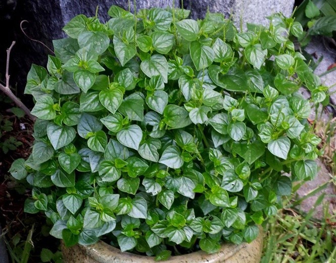 Nếu như trước đây rau càng cua gần như không có giá, thì hiện nay tại nhiều vùng thu hái, giá đã dao động khoảng 30.000–40.000 đồng/kg. Khi vận chuyển về Hà Nội hay TP HCM, mức giá có thể tăng lên 80.000–100.000 đồng/kg. Ảnh Internet