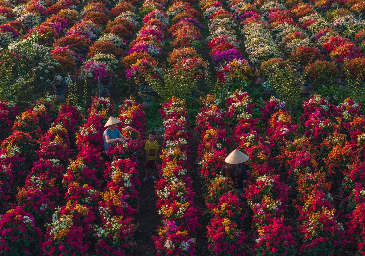 Khu vực trồng hoa tại Làng hoa Cái Mơn đã tồn tại khoảng 30 năm. Tuy nhiên, hoa giấy chỉ thực sự phát triển mạnh trong 4–5 năm gần đây, khi hệ thống cầu đường được hoàn thiện, việc vận chuyển thuận lợi hơn. Ảnh Khánh Phan