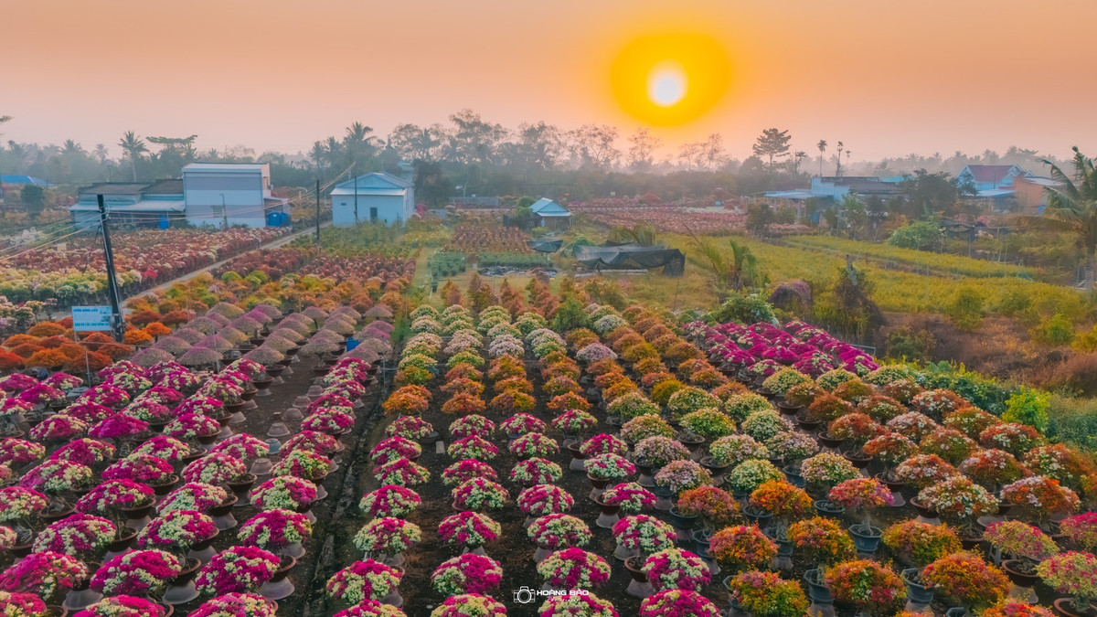 Hoa giấy tập trung nhiều nhất dọc bờ kè ven cầu Kênh Bảo Vàng, thuộc tại xã Vĩnh Thành (tỉnh Vĩnh Long). Nhờ điều kiện thổ nhưỡng và kinh nghiệm canh tác lâu năm, nơi đây được xem là vùng trồng hoa giấy quy mô lớn của miền Tây. Ảnh Hoàng Bảo