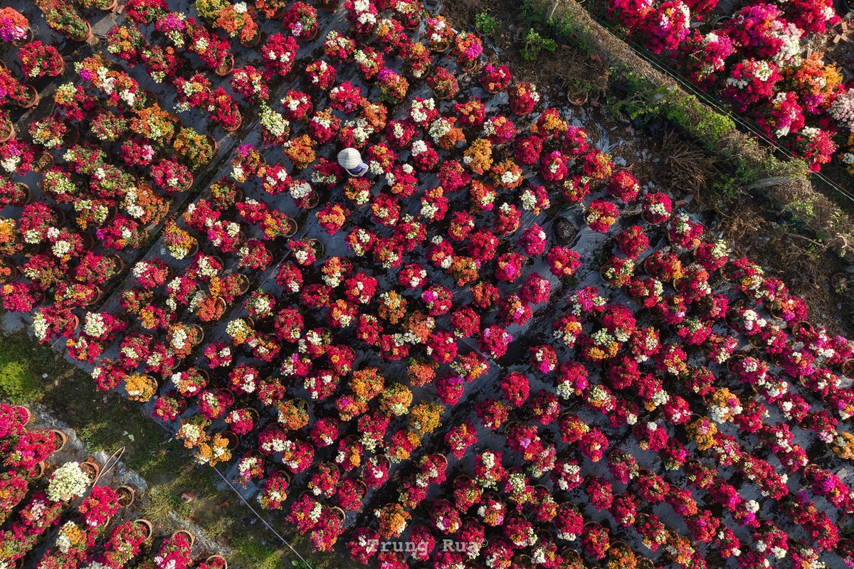 Dù bận rộn chăm hoa và giao hàng, người dân làng hoa giấy Phú Sơn vẫn giữ nụ cười thân thiện, sẵn sàng đón khách tham quan, chụp ảnh. Những câu chuyện vui buồn gắn với nghề trồng hoa Tết được chia sẻ chân tình, góp phần làm nên sức hút riêng của vùng đất này. Ảnh Trung Rùa