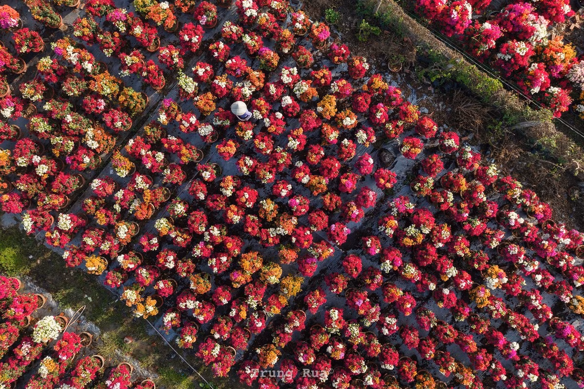 Dù bận rộn chăm hoa và giao hàng, người dân làng hoa giấy Phú Sơn vẫn giữ nụ cười thân thiện, sẵn sàng đón khách tham quan, chụp ảnh. Những câu chuyện vui buồn gắn với nghề trồng hoa Tết được chia sẻ chân tình, góp phần làm nên sức hút riêng của vùng đất này. Ảnh Trung Rùa