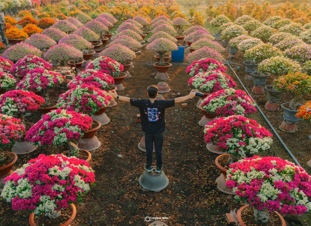 Giá bán dao động khoảng 80.000–120.000 đồng/chậu, phù hợp với nhu cầu chơi Tết của nhiều gia đình. Ngoài ra, các nhà vườn còn nhận tạo dáng theo yêu cầu, phục vụ khách sành chơi hoa. Ảnh Hoàng Bảo