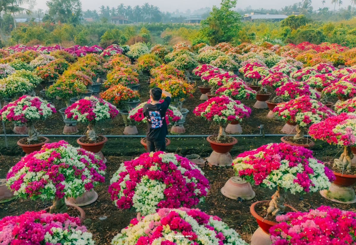 Vào những ngày xuân cận kề, giữa sắc hoa rực rỡ và không khí lao động hối hả, làng hoa giấy Phú Sơn mang đến cho du khách một lát cắt sinh động về mùa Tết miền Tây bình dị mà đầy sắc màu. Ảnh Hoàng Bảo