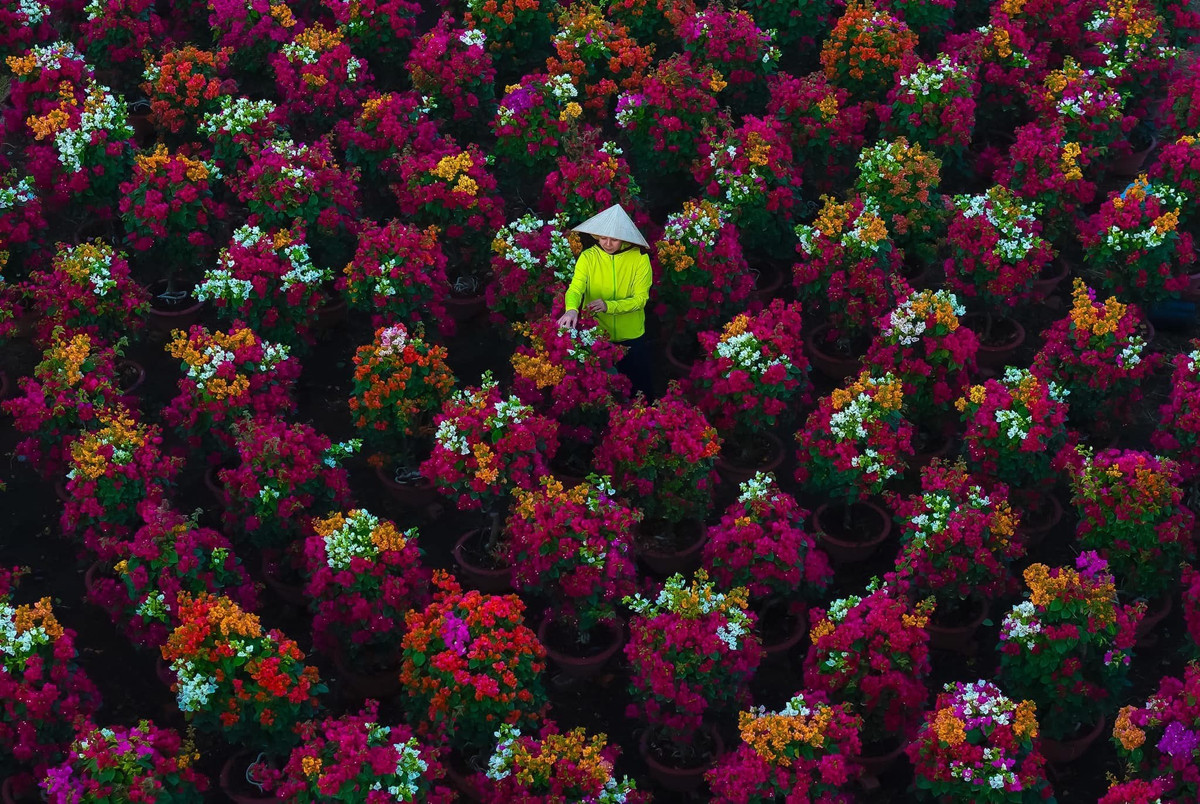 Không chỉ là nơi mua bán, làng hoa giấy Phú Sơn còn trở thành điểm tham quan được nhiều du khách tìm đến những ngày cuối năm. Không gian ngập tràn sắc hoa, xen lẫn nét bình yên của làng quê sông nước tạo nên khung cảnh đẹp như tranh, khiến nhiều người “quên lối về”. Ảnh Khánh Phan