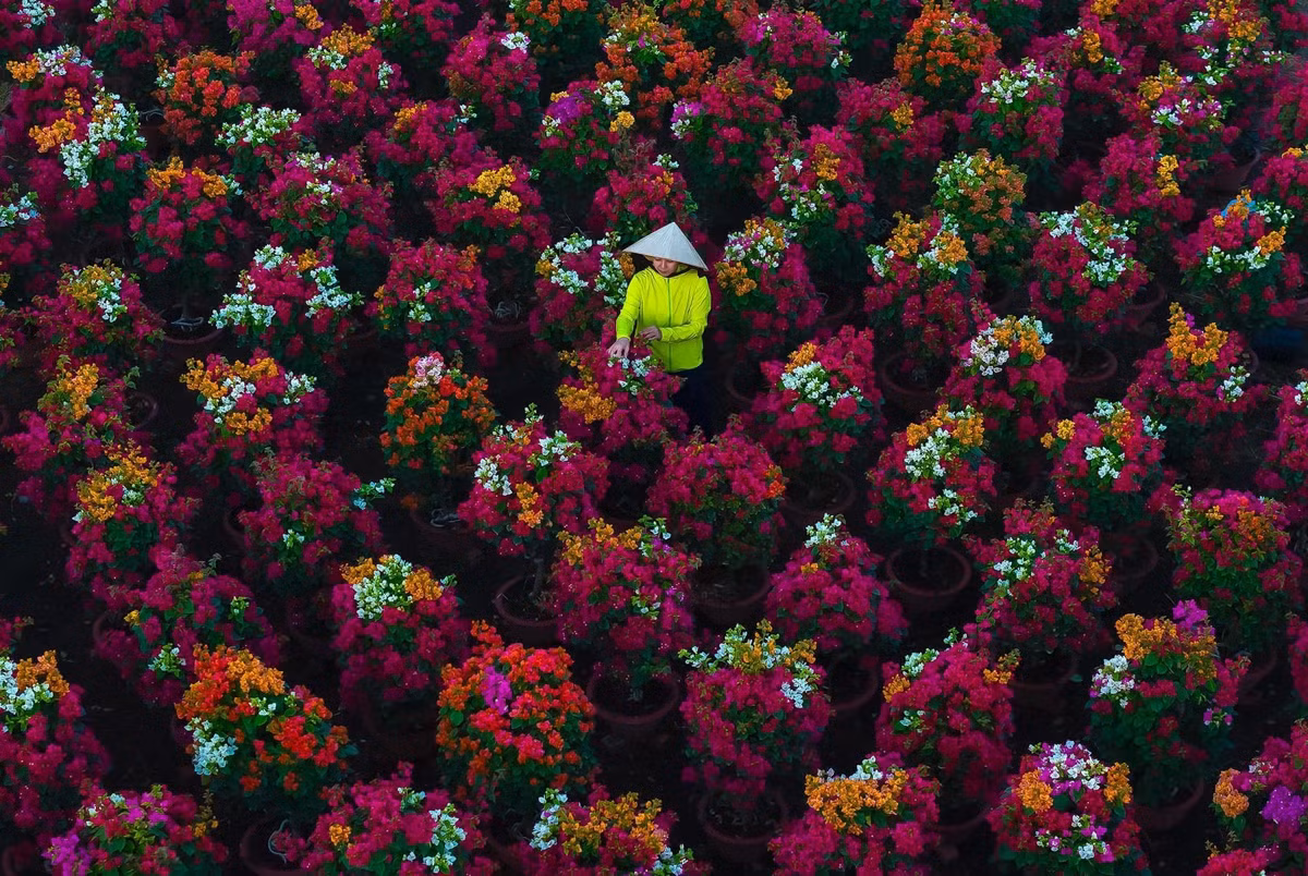 Không chỉ là nơi mua bán, làng hoa giấy Phú Sơn còn trở thành điểm tham quan được nhiều du khách tìm đến những ngày cuối năm. Không gian ngập tràn sắc hoa, xen lẫn nét bình yên của làng quê sông nước tạo nên khung cảnh đẹp như tranh, khiến nhiều người “quên lối về”. Ảnh Khánh Phan