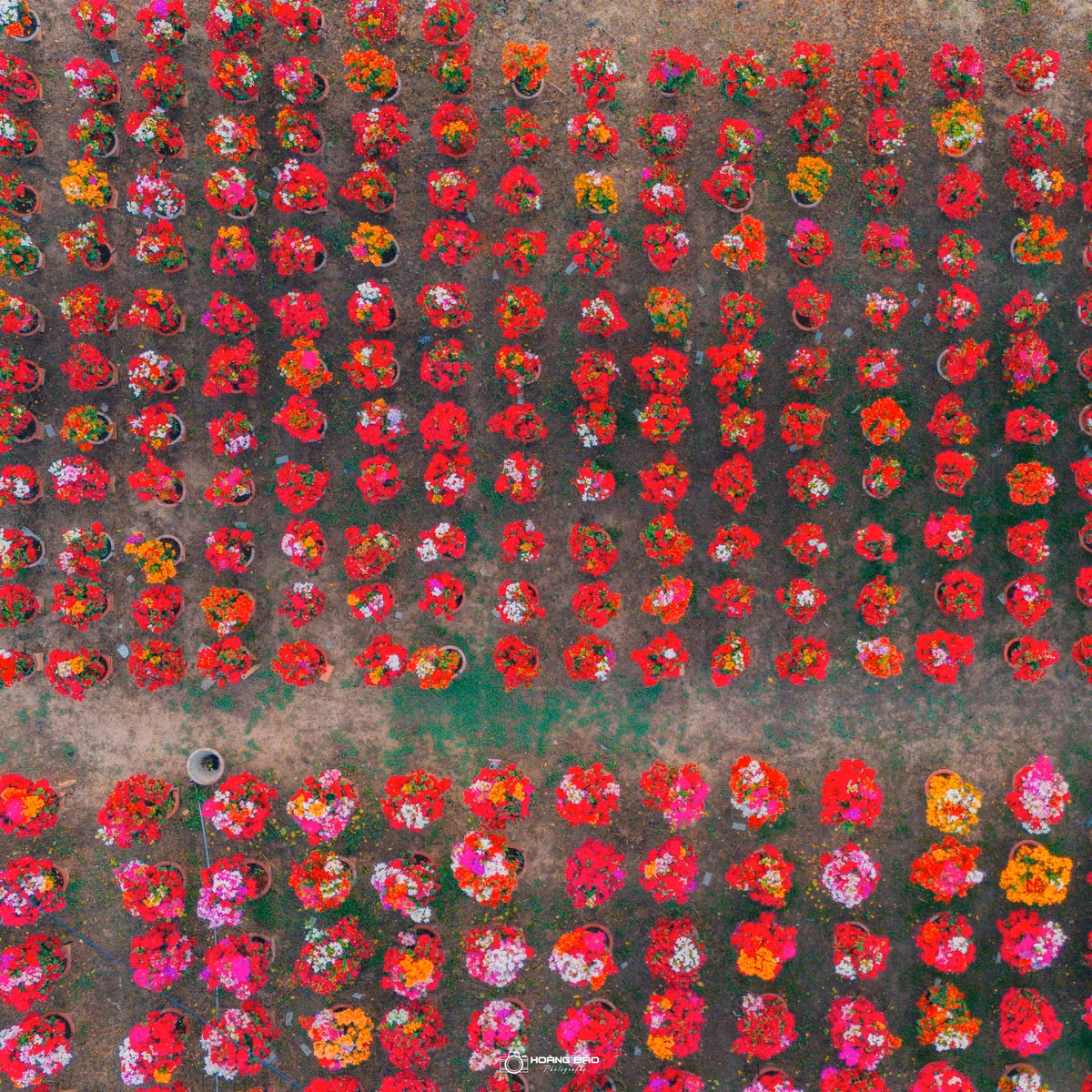 Hoa giấy tập trung nhiều nhất dọc bờ kè ven cầu Kênh Bảo Vàng, thuộc tại xã Vĩnh Thành (tỉnh Vĩnh Long). Nhờ điều kiện thổ nhưỡng và kinh nghiệm canh tác lâu năm, nơi đây được xem là vùng trồng hoa giấy quy mô lớn của miền Tây. Ảnh Hoàng Bảo