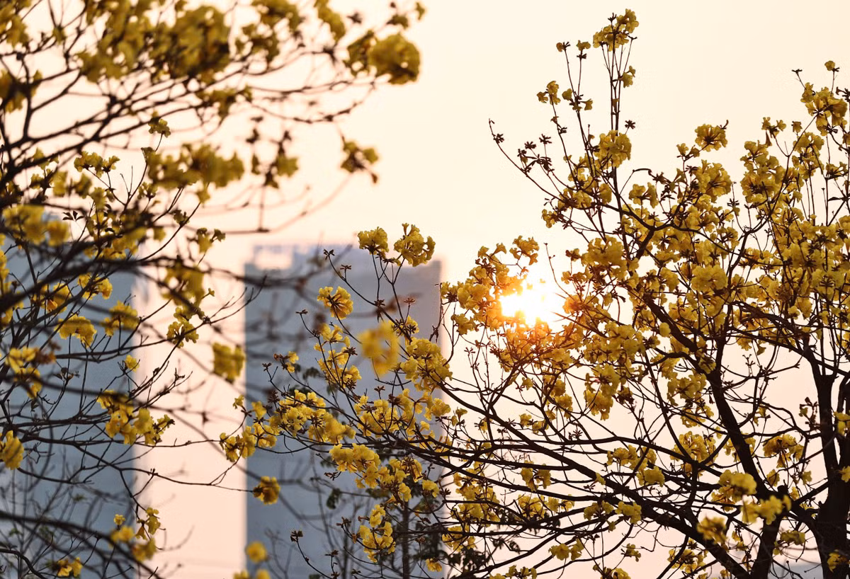 Mùa hoa tuy ngắn ngủi, nhưng sắc vàng của phong linh hòa cùng sắc đỏ của hoa gạo đã kịp tạo nên một “điểm hẹn” mới của người yêu nhiếp ảnh và người dân Thủ đô nơi mọi người tìm đến để lưu lại những khoảnh khắc rực rỡ của mùa xuân.