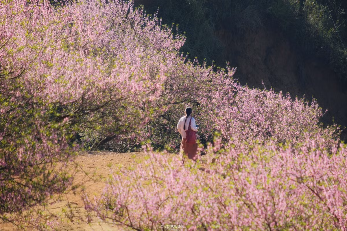 Giáp Tết, miền Bắc không ồn ào mà đẹp theo cách rất riêng chậm rãi, tinh khôi và giàu cảm xúc. Một chuyến du xuân ngắm hoa nơi vùng cao không chỉ là hành trình khám phá cảnh sắc thiên nhiên, mà còn là dịp để tạm gác lại nhịp sống bận rộn, đón mùa xuân theo cách nhẹ nhàng nhất, giữa núi rừng đang độ đẹp nhất trong năm. Ảnh diephuudat