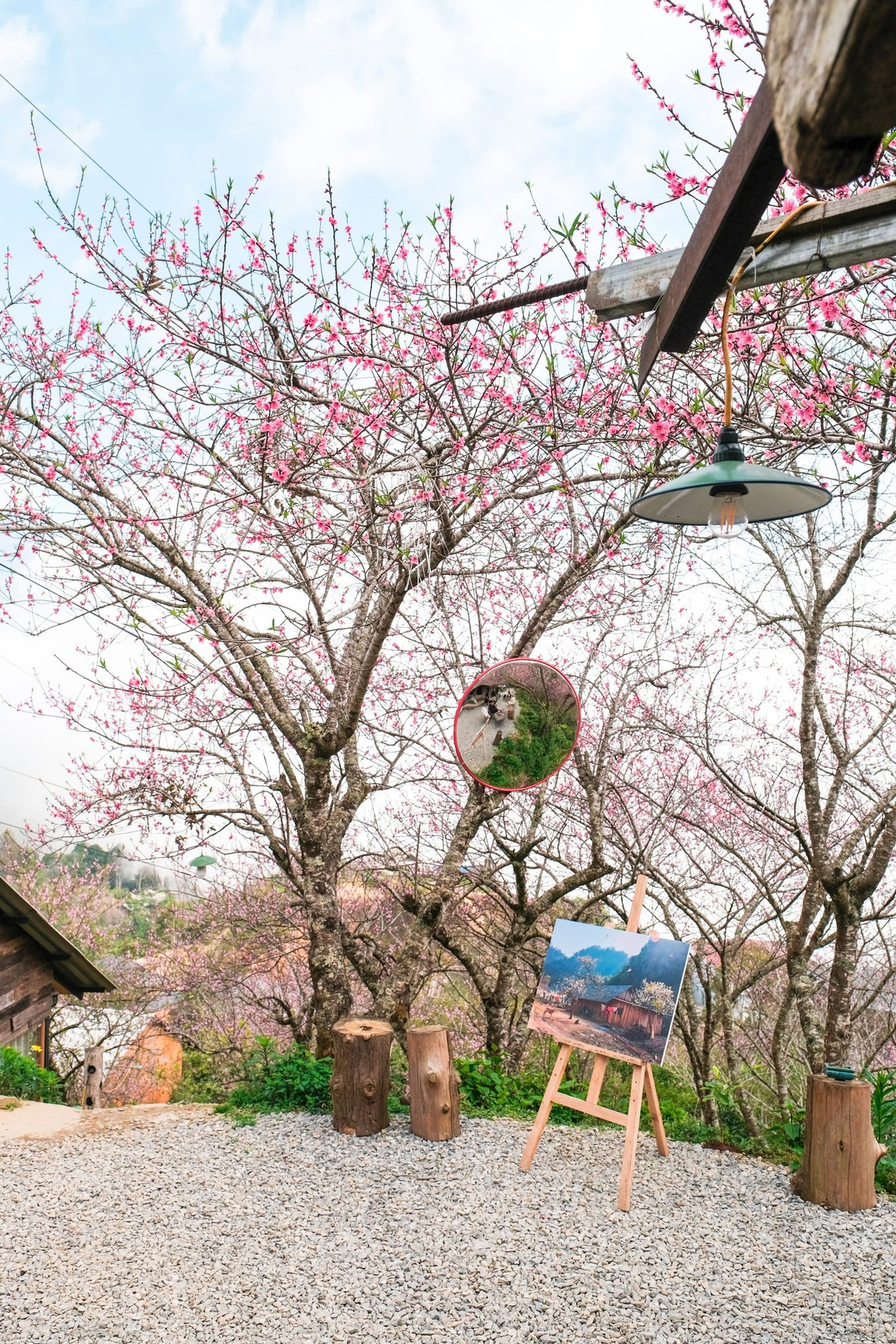 Trên hành trình vượt khoảng 20km đường đèo từ Tà Xùa sang Xím Vàng, sắc đào rừng nhuộm hồng khắp các sườn núi, thấp thoáng bên dưới là những nếp nhà của người H’Mông nép mình giữa thiên nhiên hùng vĩ. Sự hòa quyện giữa núi rừng, hoa xuân và nhịp sống bản địa tạo nên một bức tranh mùa xuân vừa bình yên, vừa đầy mê hoặc. Ảnh Internet