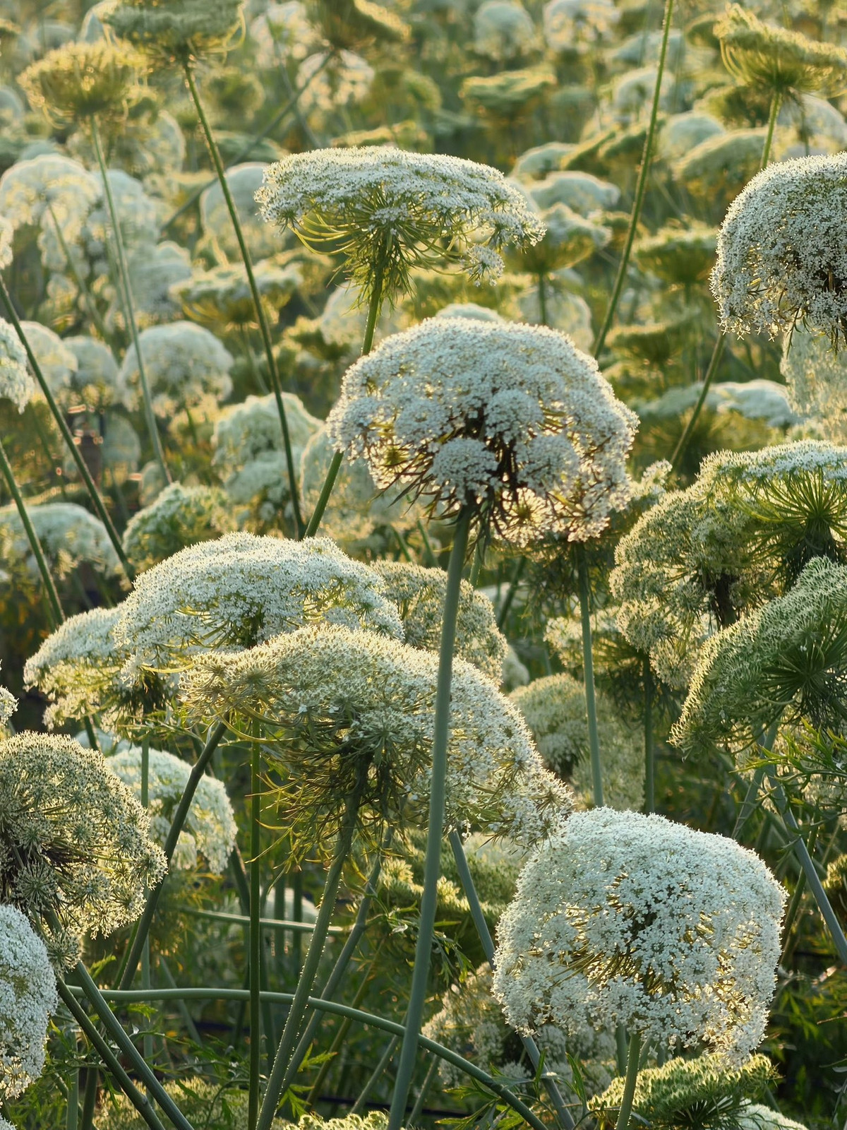Mùa hoa cà rốt không kéo dài lâu, chỉ vài tuần ngắn ngủi trước khi cây khô hạt, khép lại một chu kỳ sinh trưởng. Nhưng chính sự ngắn ngủi ấy lại khiến khoảnh khắc trở nên đáng nhớ hơn. Đó là một Đà Lạt rất khác – không chỉ có những loài hoa nổi tiếng, mà còn có vẻ đẹp bình dị, lặng lẽ tỏa sáng từ những cánh đồng lao động yên ả giữa cao nguyên Lâm Đồng. Ảnh Thiên Thanh