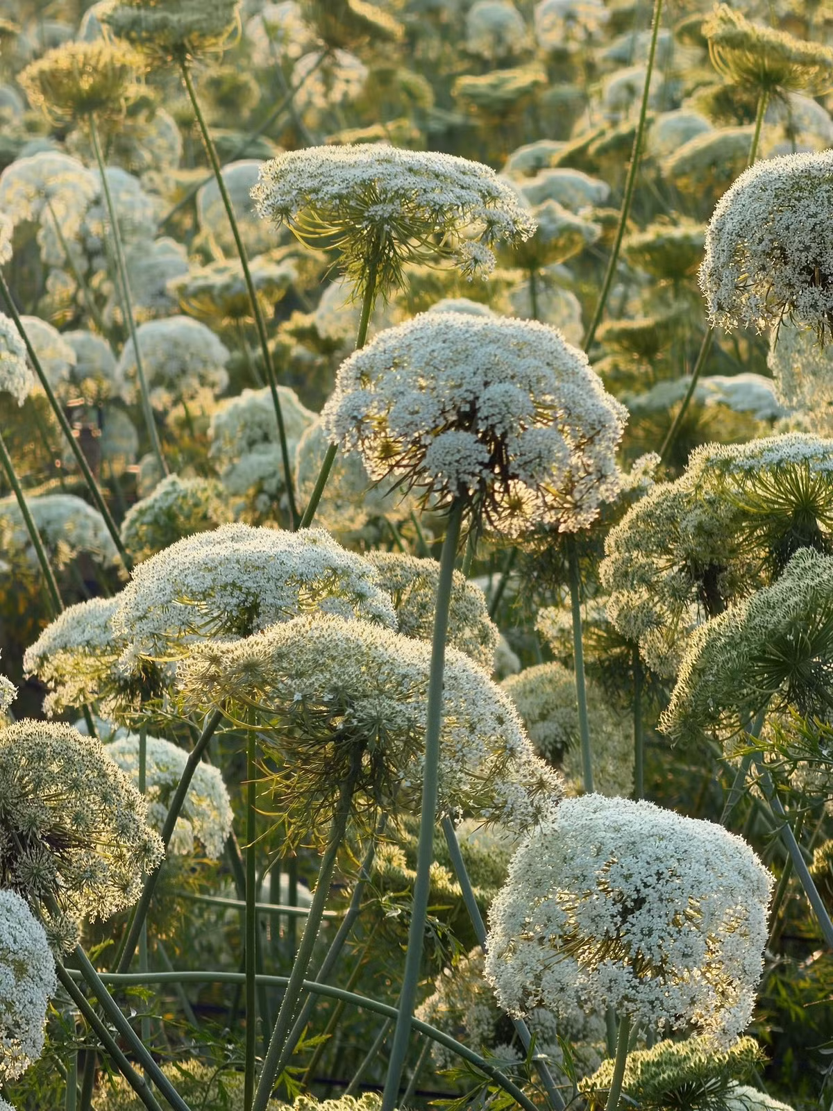 Mùa hoa cà rốt không kéo dài lâu, chỉ vài tuần ngắn ngủi trước khi cây khô hạt, khép lại một chu kỳ sinh trưởng. Nhưng chính sự ngắn ngủi ấy lại khiến khoảnh khắc trở nên đáng nhớ hơn. Đó là một Đà Lạt rất khác – không chỉ có những loài hoa nổi tiếng, mà còn có vẻ đẹp bình dị, lặng lẽ tỏa sáng từ những cánh đồng lao động yên ả giữa cao nguyên Lâm Đồng. Ảnh Thiên Thanh