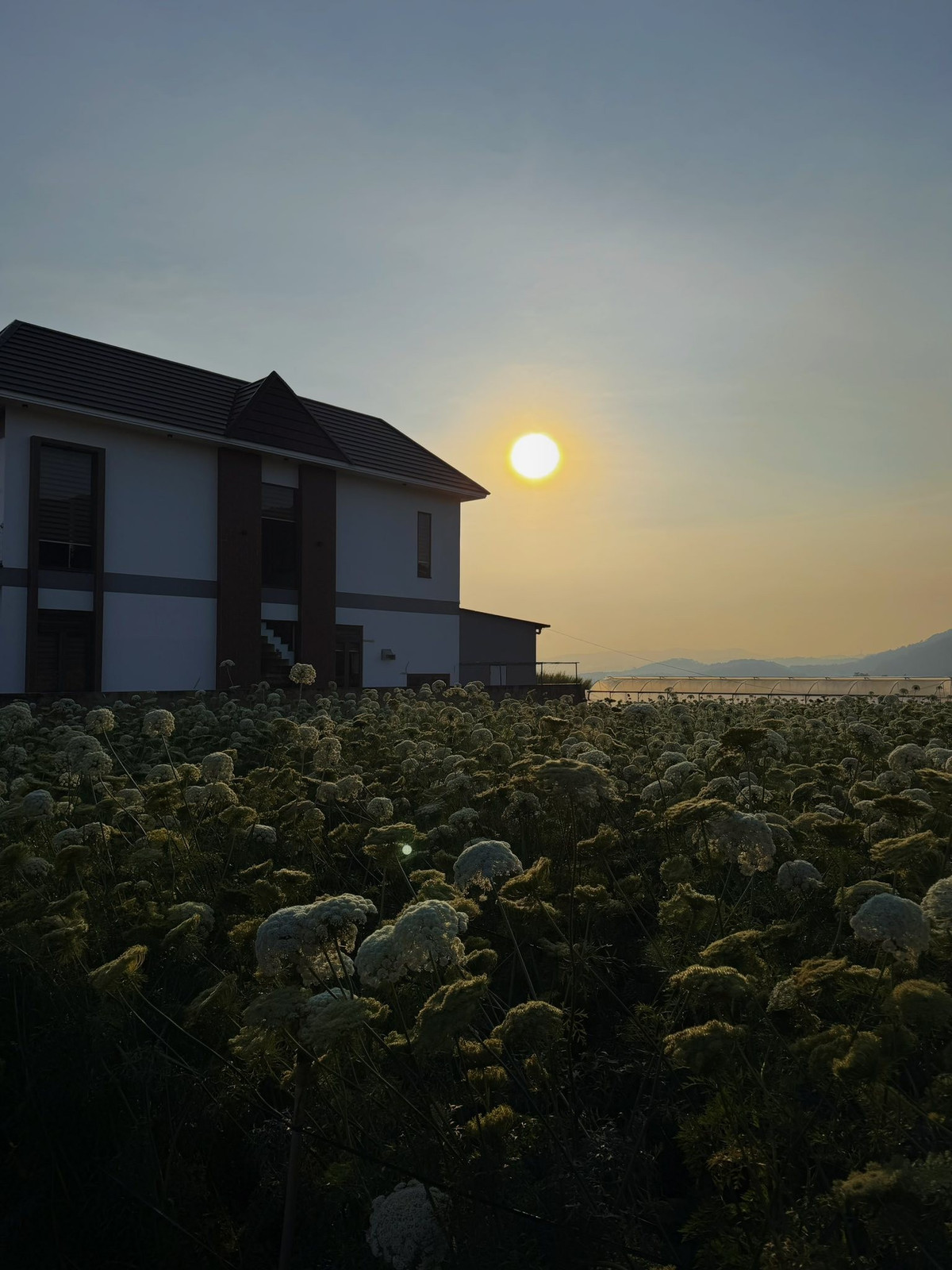 Tại một số khu vực trồng rau ven đô Đà Lạt, những ruộng cà rốt đang bước vào giai đoạn ra hoa đồng loạt. Nhìn từ xa, cả cánh đồng như được phủ một lớp sương mỏng, mềm mại và yên bình. Gió nhẹ lướt qua, những tán hoa khẽ rung rinh, mang đến cảm giác thanh thoát, chậm rãi – một nhịp sống rất khác với hình ảnh phố núi nhộn nhịp quen thuộc. Ảnh Thiên Thanh