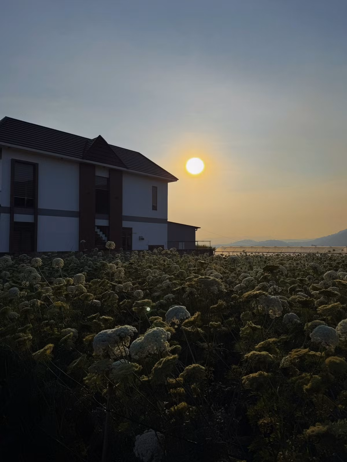 Tại một số khu vực trồng rau ven đô Đà Lạt, những ruộng cà rốt đang bước vào giai đoạn ra hoa đồng loạt. Nhìn từ xa, cả cánh đồng như được phủ một lớp sương mỏng, mềm mại và yên bình. Gió nhẹ lướt qua, những tán hoa khẽ rung rinh, mang đến cảm giác thanh thoát, chậm rãi – một nhịp sống rất khác với hình ảnh phố núi nhộn nhịp quen thuộc. Ảnh Thiên Thanh