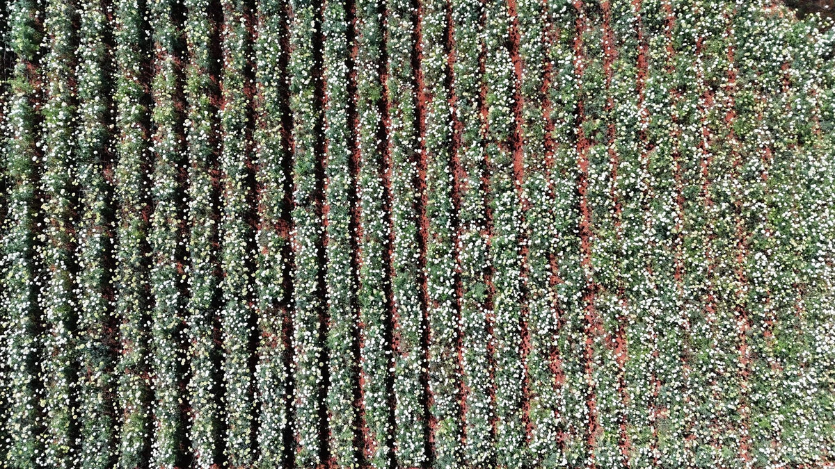 Giữa những ngày cao nguyên se lạnh, khi Đà Lạt và vùng ven đang chậm rãi chuyển mình sang mùa mới, một vẻ đẹp rất khác bất ngờ hiện diện trên các cánh đồng rau. Không phải sắc hồng của mai anh đào hay gam màu rực rỡ của những loài hoa du lịch quen thuộc, đó là mùa cà rốt nở hoa – dịu dàng, tinh khôi và đầy chất thơ giữa đất trời Lâm Đồng. Ảnh Bảo Ân