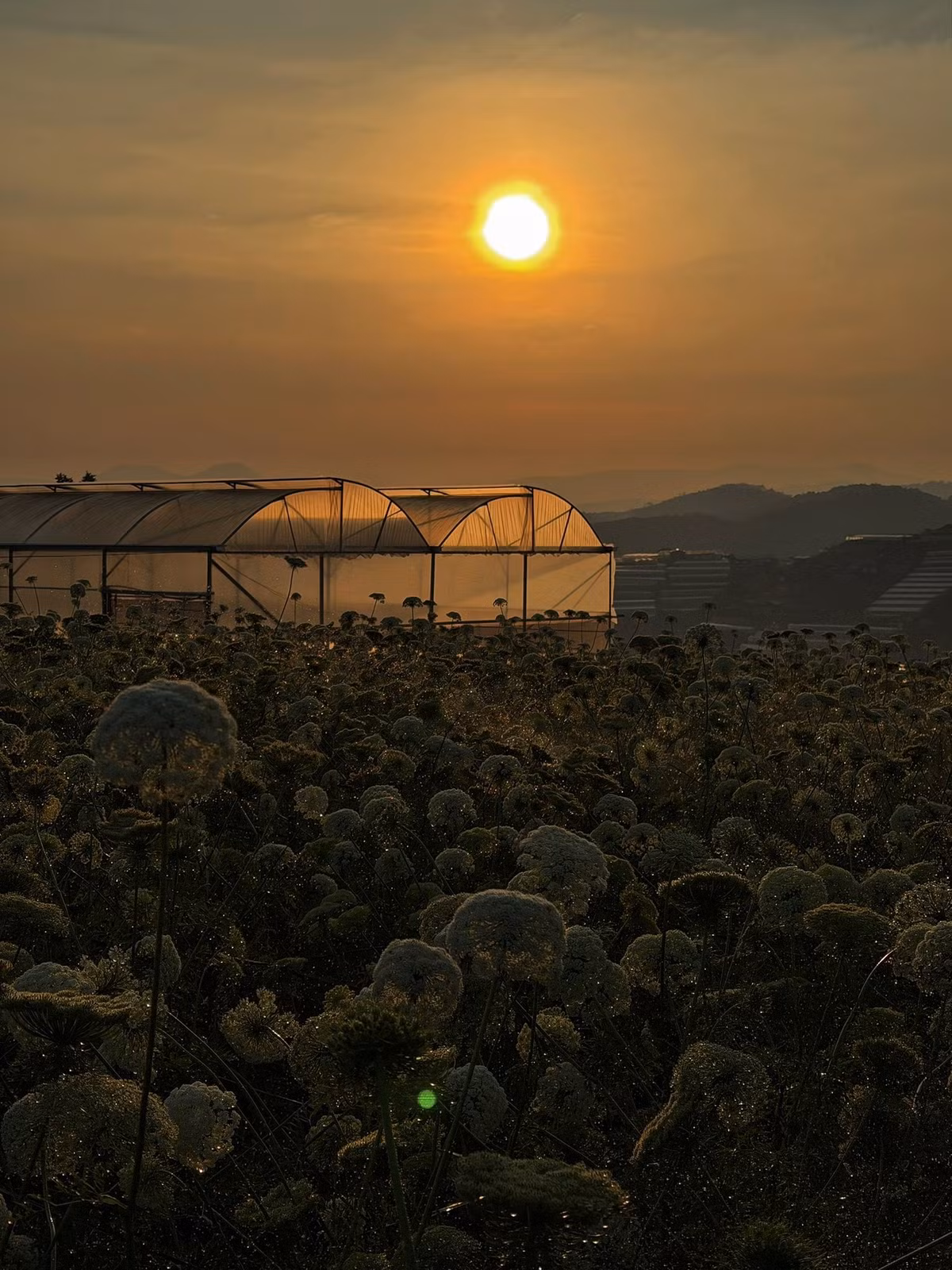 Mỗi chùm hoa là sự kết hợp của hàng trăm bông li ti, mang sắc trắng ngà pha xanh nhạt, nhẹ tênh như sương sớm. Trên nền đất đỏ bazan đặc trưng của cao nguyên, những mảng hoa trải dài tạo nên khung cảnh vừa lạ lẫm vừa cuốn hút. Ảnh Thiên Thanh