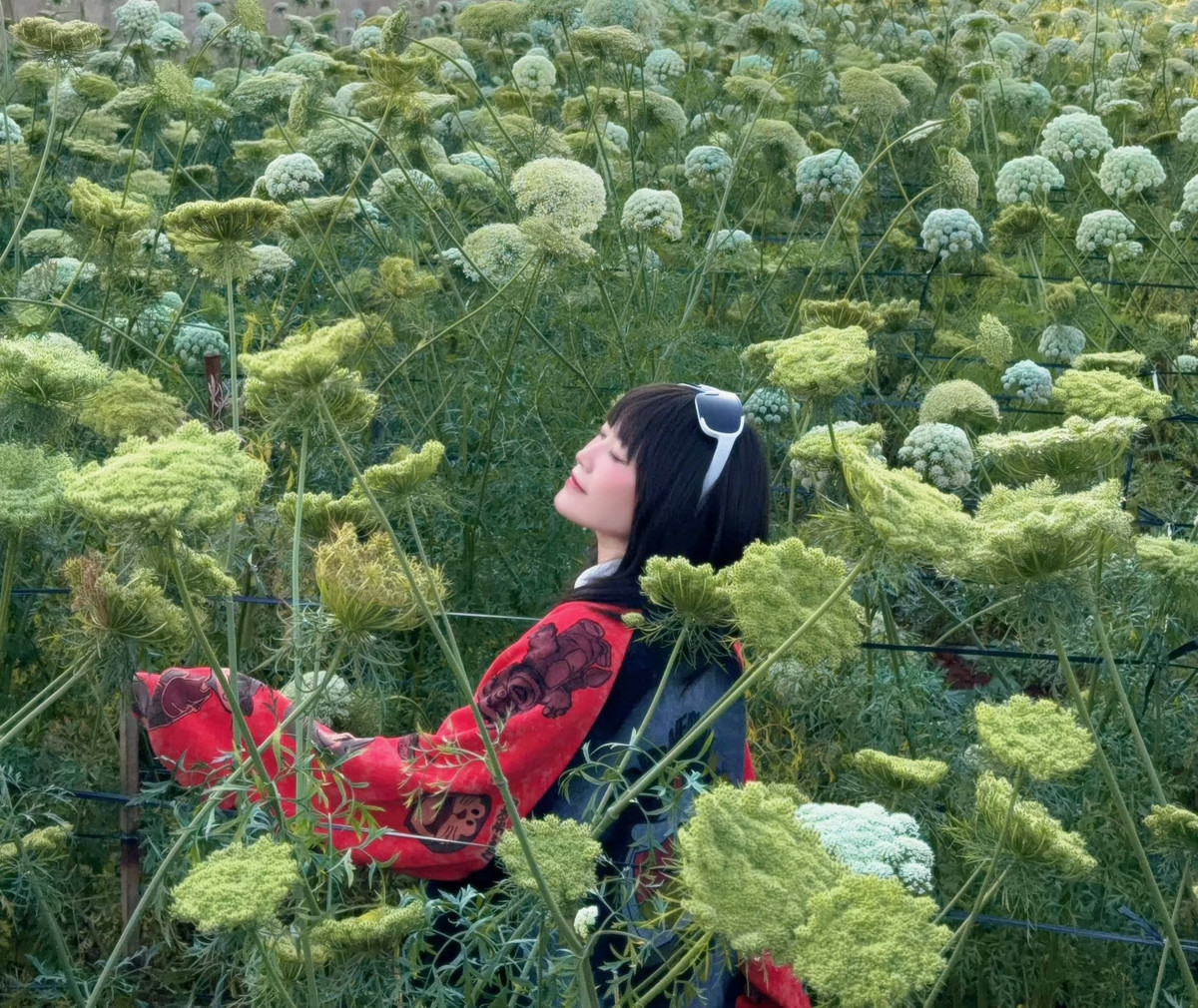 Thời điểm lý tưởng nhất để ngắm hoa cà rốt là vào sáng sớm hoặc lúc hoàng hôn. Khi ánh nắng đầu ngày len qua những tán hoa tròn, cả cánh đồng như bừng sáng trong làn sương mỏng. Còn khi chiều xuống, sắc vàng cam của mặt trời phủ lên những chùm hoa li ti, tạo nên khung cảnh lãng mạn, bình yên đến lạ. Ảnh Thiên Thanh