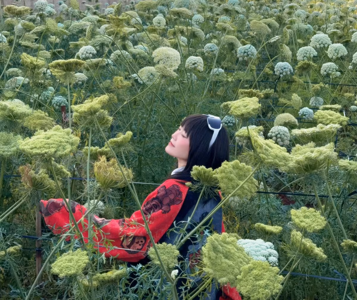 Thời điểm lý tưởng nhất để ngắm hoa cà rốt là vào sáng sớm hoặc lúc hoàng hôn. Khi ánh nắng đầu ngày len qua những tán hoa tròn, cả cánh đồng như bừng sáng trong làn sương mỏng. Còn khi chiều xuống, sắc vàng cam của mặt trời phủ lên những chùm hoa li ti, tạo nên khung cảnh lãng mạn, bình yên đến lạ. Ảnh Thiên Thanh