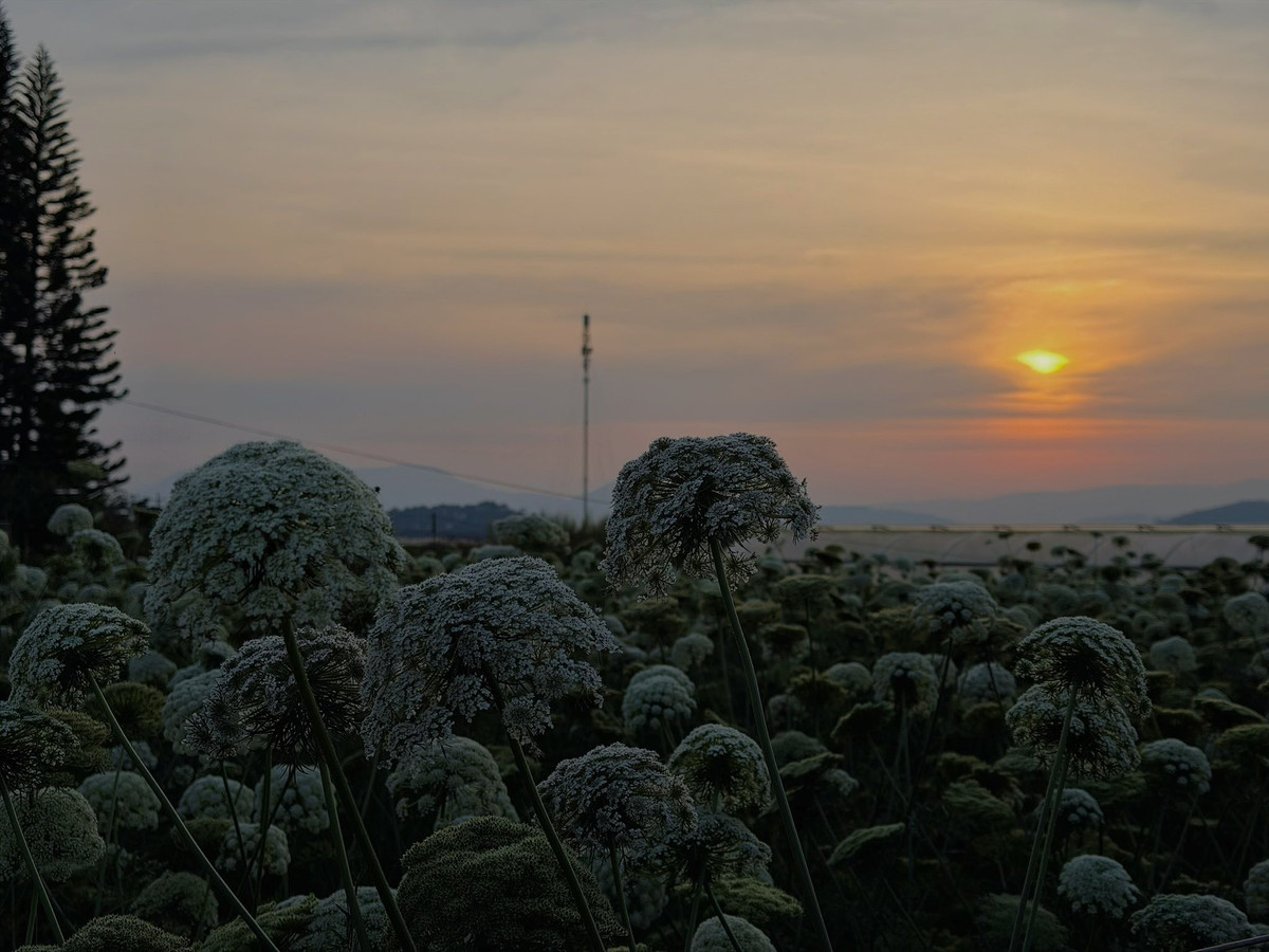Vốn được biết đến là loại cây lấy củ, cà rốt khi không thu hoạch đúng thời điểm sẽ tiếp tục sinh trưởng. Thân cây vươn cao, mảnh mai, rồi trổ hoa thành từng chùm tròn đều như những chiếc ô nhỏ. Ảnh Thiên Thanh