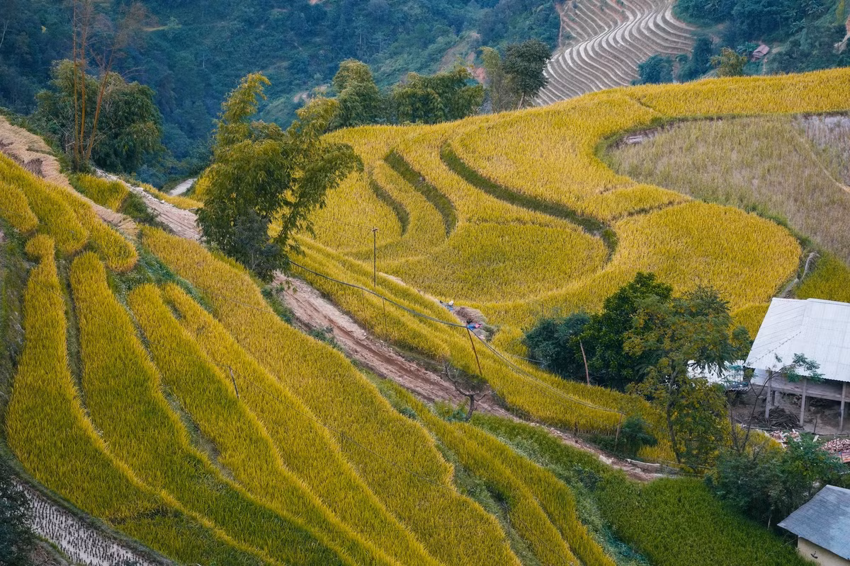 Không chỉ là cảnh đẹp, mùa vàng còn mang đến cảm giác ấm áp, no đủ và hạnh phúc trong không gian núi rừng. Ảnh Win Đi