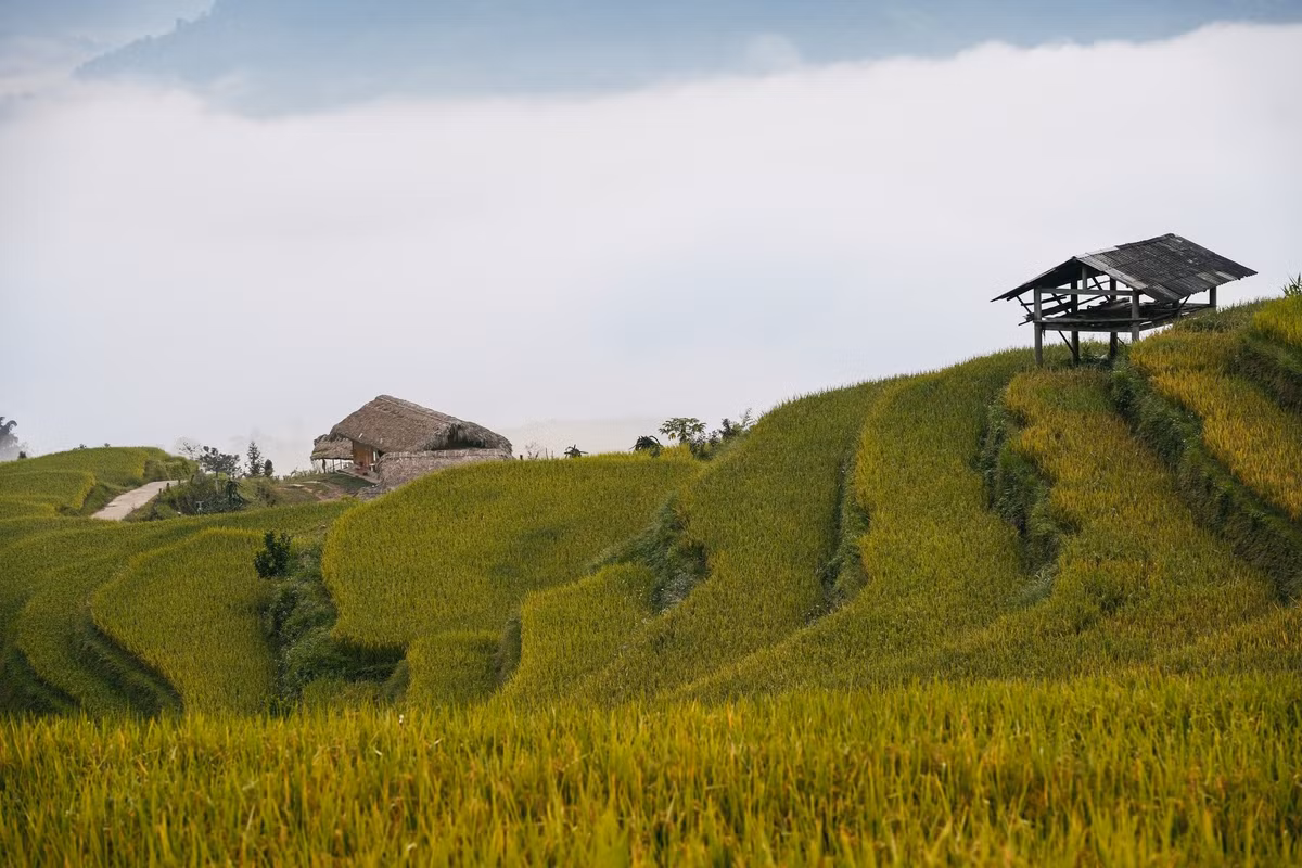 Khi lên kế hoạch “săn” lúa, nhiều du khách băn khoăn giữa tour trọn gói và tự túc. Tour trọn gói giúp đi đúng thời điểm vàng, không lo lạc đường, đồng thời kết hợp trải nghiệm văn hóa, ẩm thực và giao lưu với đồng bào địa phương. Ảnh Win Đi