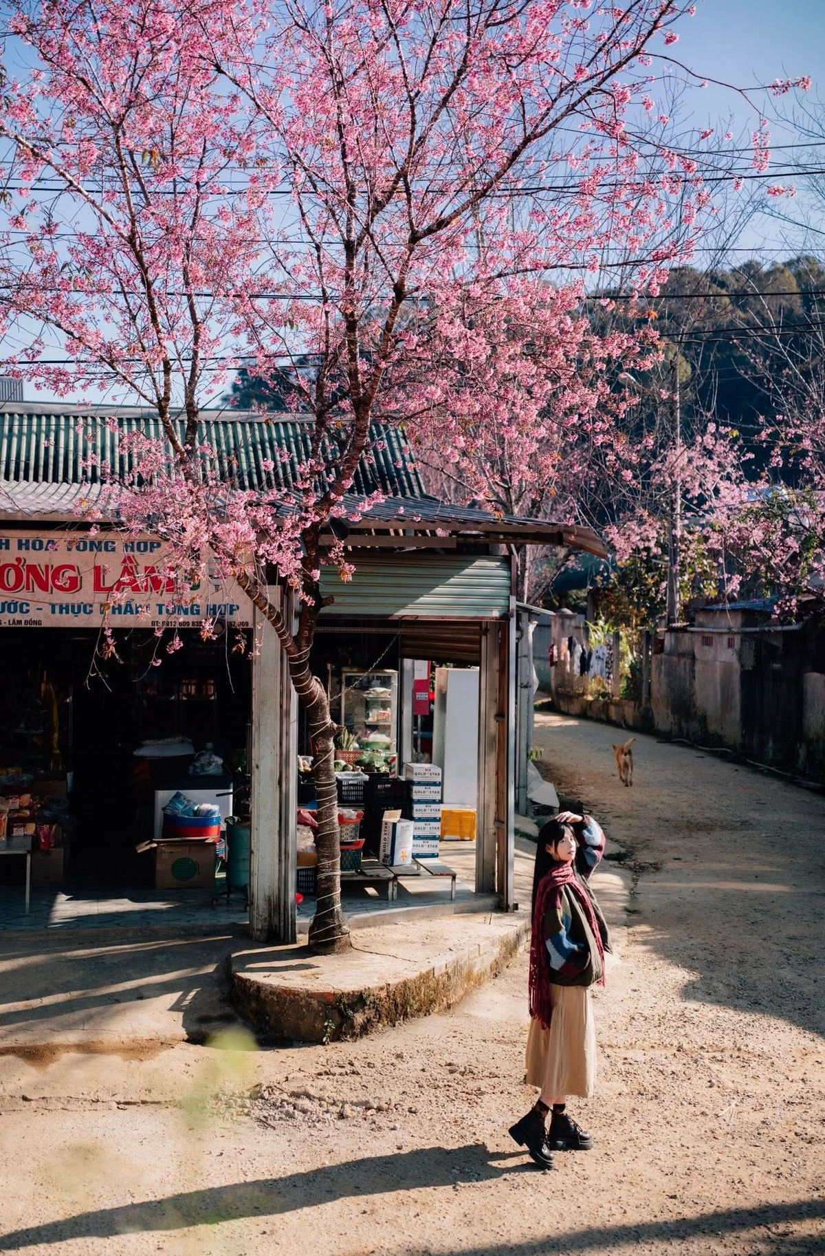 Giữa cái lạnh se sắt đặc trưng của Lạc Dương, sắc hoa ấy càng trở nên nổi bật, mang đến cảm giác ấm áp, trong trẻo rất riêng. Ảnh Đồng Ngô