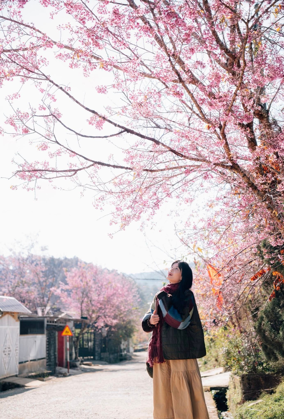 Những năm gần đây, khi hình ảnh mai anh đào Đưng K’si được lan tỏa nhiều hơn trên mạng xã hội, buôn làng nhỏ bắt đầu đón thêm du khách phương xa. Ảnh Đồng Ngô