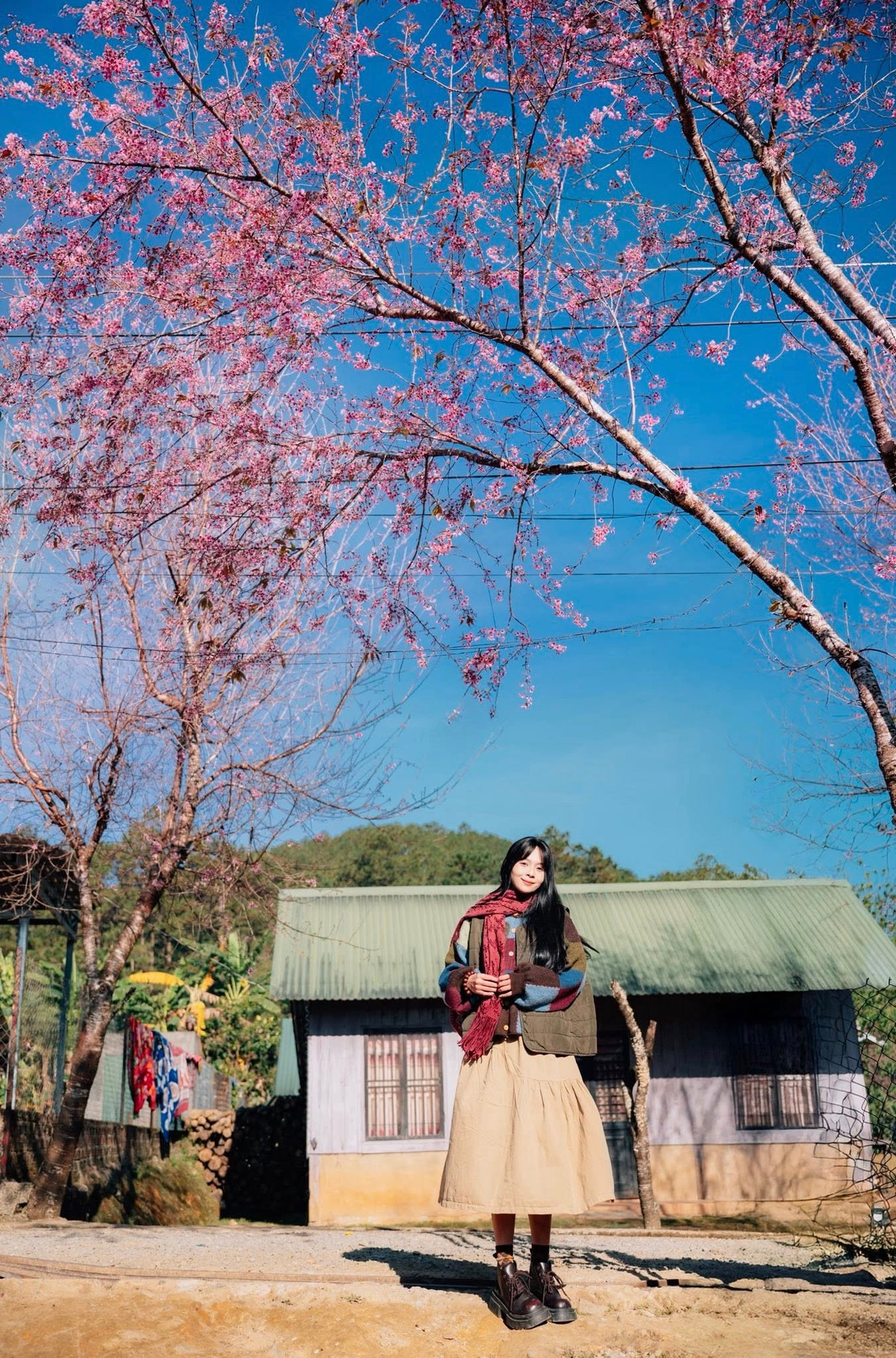 Cứ vào khoảng cuối tháng 12 đến đầu tháng 1, khi cao nguyên vào mùa lạnh nhất, mai anh đào lại đồng loạt khoe sắc, mở ra một mùa xuân rất sớm giữa đại ngàn. Ảnh Đồng Ngô