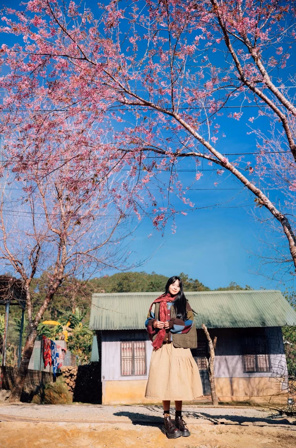 Cứ vào khoảng cuối tháng 12 đến đầu tháng 1, khi cao nguyên vào mùa lạnh nhất, mai anh đào lại đồng loạt khoe sắc, mở ra một mùa xuân rất sớm giữa đại ngàn. Ảnh Đồng Ngô