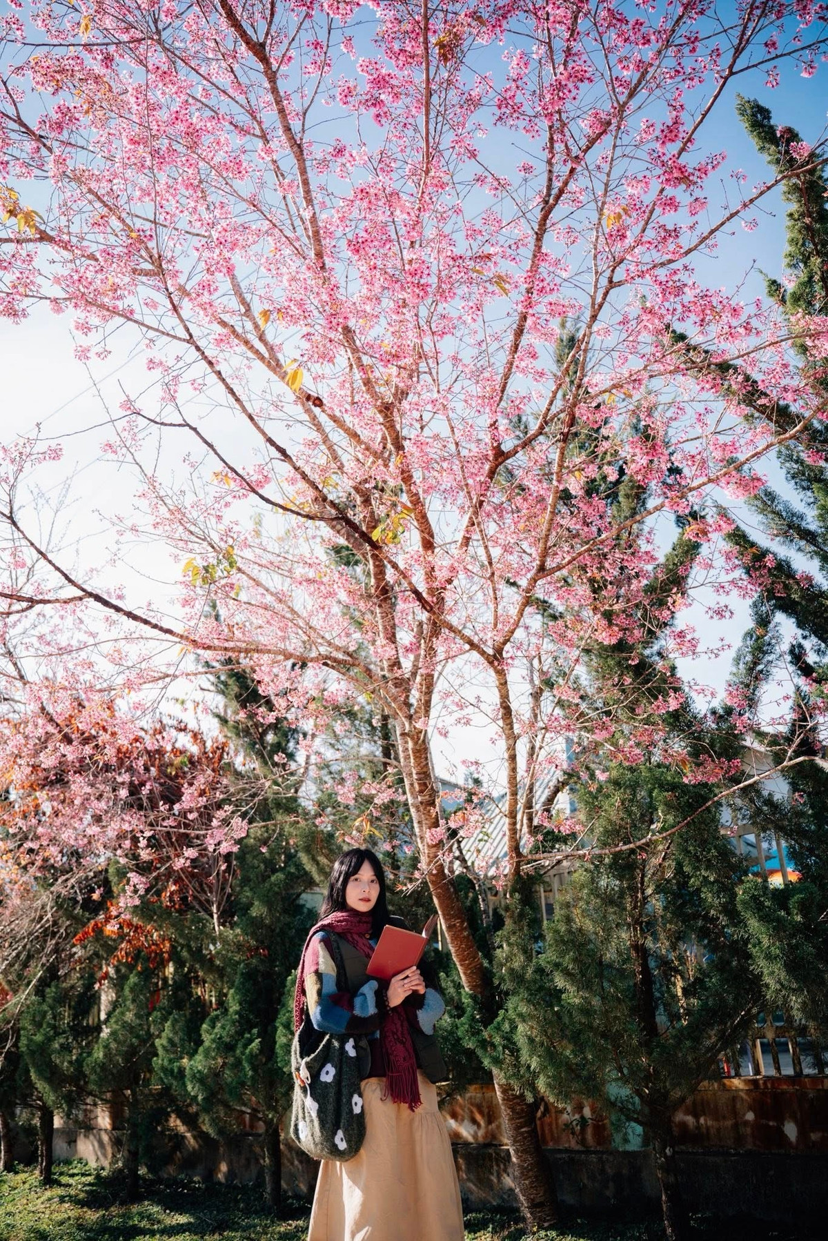 Theo người dân địa phương, mai anh đào đã hiện diện ở Đưng K’si từ nhiều năm trước. Ban đầu chỉ là vài cây được trồng làm cảnh ven đường hay trước sân nhà, nhưng nhờ hợp thổ nhưỡng và khí hậu mát lạnh quanh năm, loài hoa này dần bén rễ, sinh trưởng mạnh mẽ. Ảnh Đồng Ngô