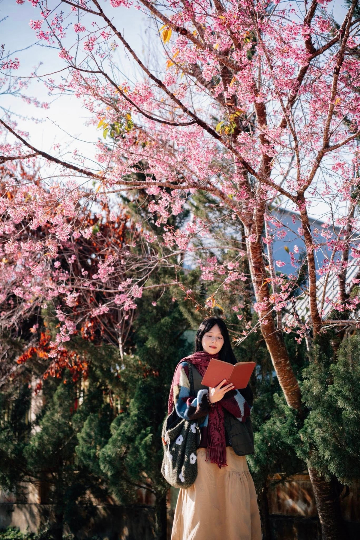 Dọc lối đi vào thôn, trước hiên nhà của đồng bào K’Ho, những cây mai anh đào vươn cành đón nắng. Hoa nở thành chùm, cánh mỏng rung rinh trong gió sớm, nhuộm hồng cả một góc trời cao nguyên. Ảnh Đồng Ngô