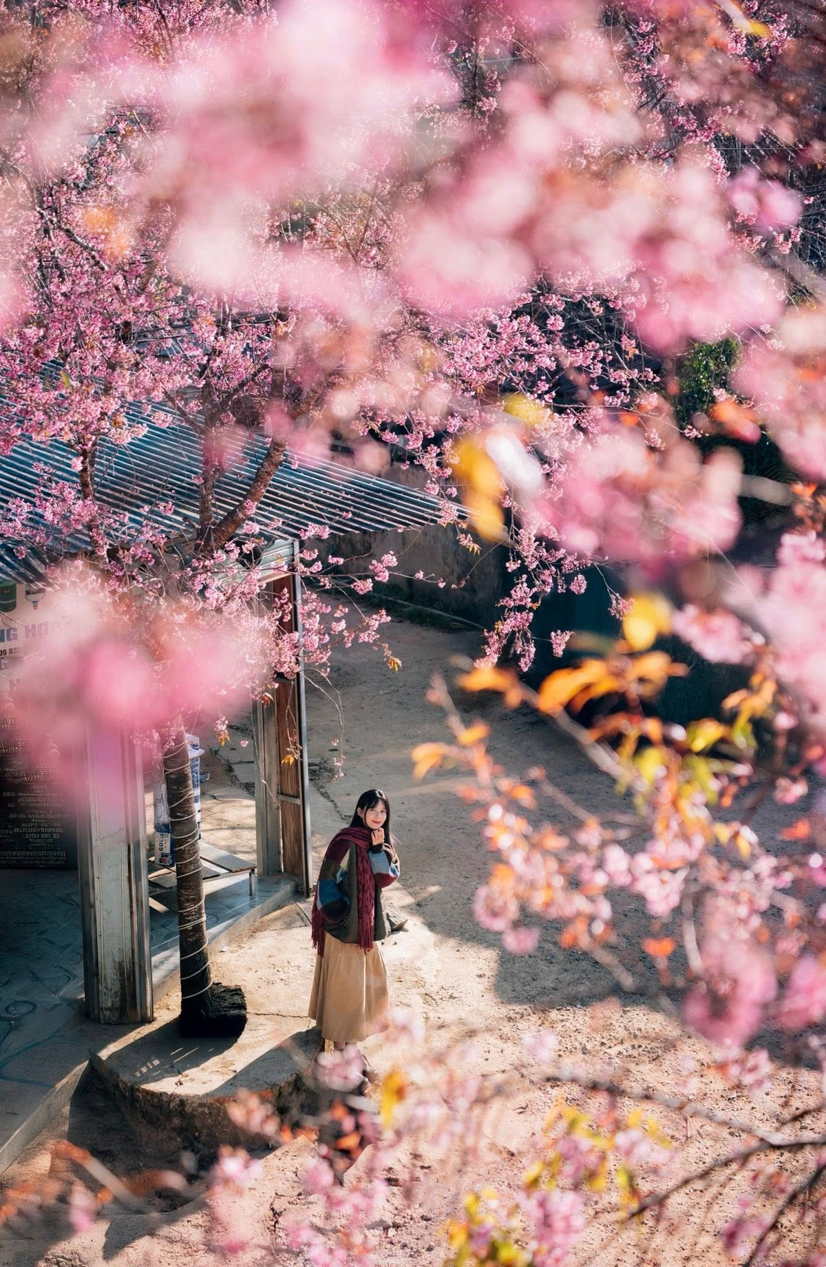 Một điểm dừng chân nhẹ nhàng, đủ để ai ghé qua cũng muốn chậm lại, hít hà hương xuân và mang về cho mình những ký ức rất riêng của cao nguyên Lâm Đồng. Ảnh Đồng Ngô