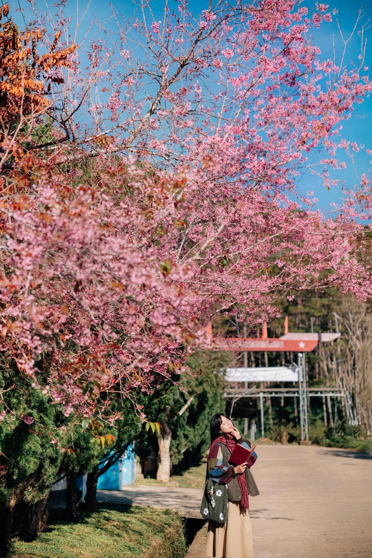 Không chỉ làm đẹp cảnh quan, mai anh đào còn trở thành một phần nhịp sống quen thuộc của buôn làng. Ảnh Đồng Ngô