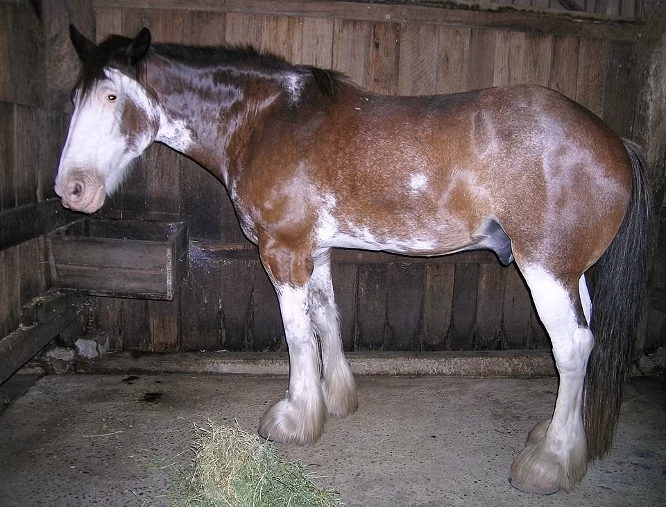 Ngựa Clydesdale đến từ Scotland gây ấn tượng bởi đôi chân to khỏe với lớp lông dài bao phủ. Chúng vừa mạnh mẽ vừa hiền lành, thường xuất hiện trong các lễ hội và quảng cáo nổi tiếng. Ảnh wikipedia