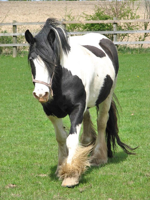 Mang dáng vẻ hiền hòa, ngựa Gypsy Vanner có nguồn gốc từ Anh và Ireland, gắn với cộng đồng du mục Romani. Với bộ lông chân dày và tính khí điềm tĩnh, Gypsy Vanner ban đầu phục vụ kéo xe, sau đó trở thành giống ngựa cảnh được ưa chuộng. Ảnh MIA