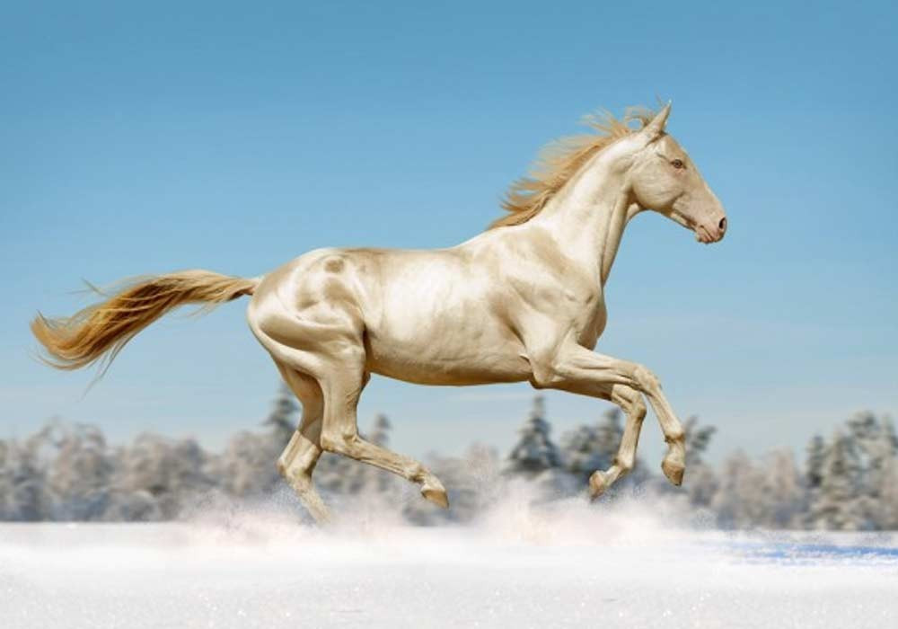 Ngựa Akhal-Teke của Turkmenistan là một trong những giống ngựa cổ xưa nhất còn tồn tại. Sợi lông mảnh và cấu trúc phản xạ ánh sáng tạo nên hiệu ứng ánh kim tự nhiên, khiến Akhal-Teke nổi bật giữa sa mạc. Giống ngựa này nổi tiếng với khả năng chịu nóng và sức bền đường dài. Ảnh trithuc.vn