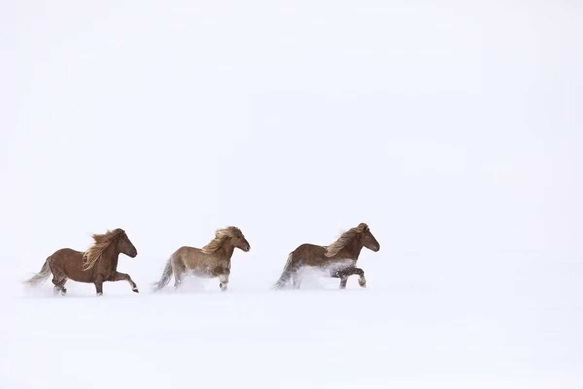 Sinh sống biệt lập trên đảo Iceland suốt hơn 1.000 năm, ngựa Iceland giữ được nguồn gen thuần chủng hiếm có. Nhỏ gọn nhưng khỏe mạnh, giống ngựa này sở hữu thêm các dáng đi đặc biệt như tölt (dáng đi bốn nhịp) và flying pace (dáng hai nhịp cực nhanh), giúp người cưỡi di chuyển êm ái trên địa hình gồ ghề. Ảnh BP