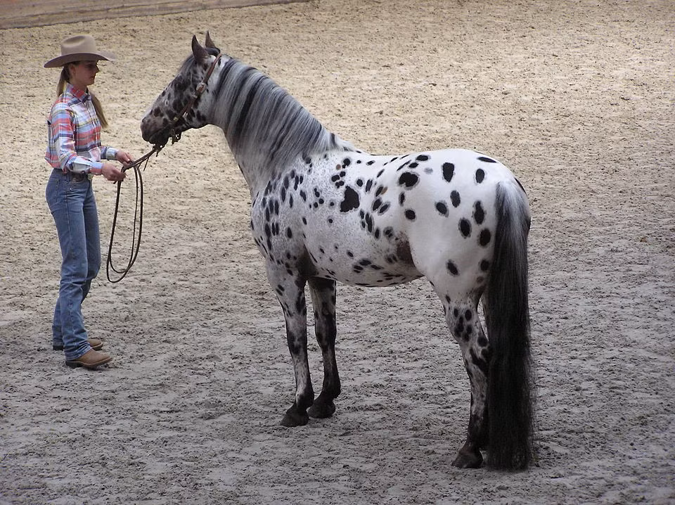 Tại Bắc Mỹ, ngựa Appaloosa dễ nhận biết nhờ bộ lông đốm đặc trưng do gen Leopard Complex. Gắn liền với người da đỏ Nez Perce, Appaloosa được đánh giá cao về trí thông minh, sự linh hoạt và khả năng làm việc bền bỉ. Ảnh wikipedia