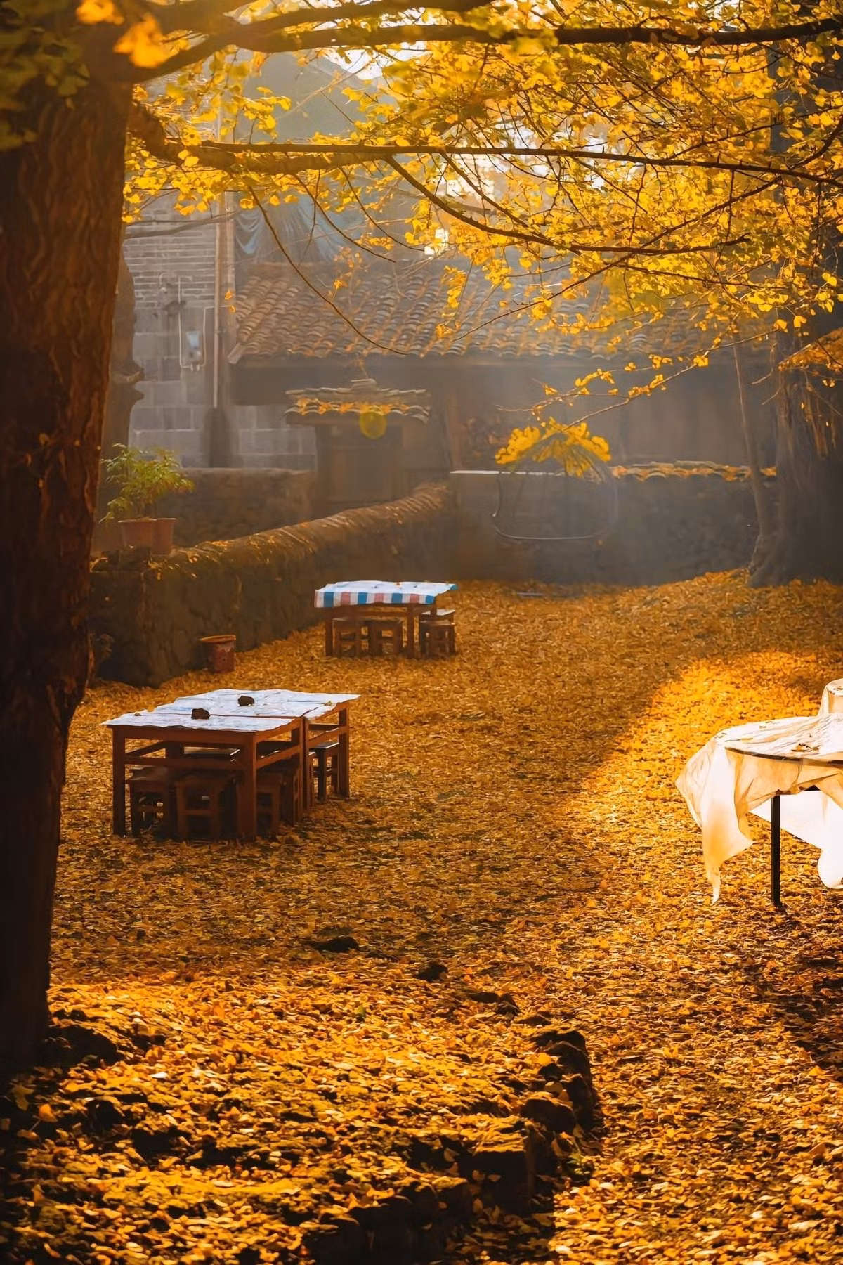 Dường như mỗi hộ dân đều có ít nhất một vài cây ngân hạnh ngay trước sân hoặc sau vườn. Đến đây vào cuối tháng 10 đến giữa tháng 11, du khách sẽ được đắm mình trong sắc vàng trải dài bất tận, từ những con đường đá rêu phong, bờ suối trong veo cho đến mái nhà cổ kính. Ảnh Đào Ngọc Huyền Thư