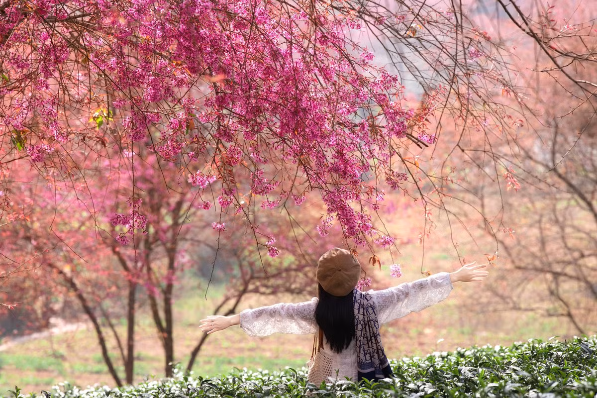 Nhiều du khách lần đầu chứng kiến mai anh đào Sa Pa đều bất ngờ trước vẻ đẹp vừa rực rỡ, vừa trầm lắng của loài hoa này.